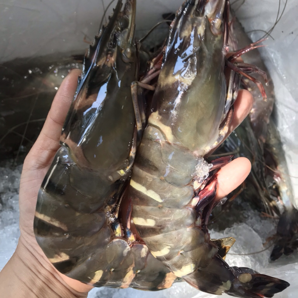Tôm sú giá sỉ