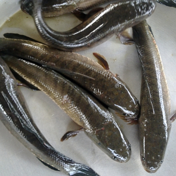Cá lóc cửng là cá gì