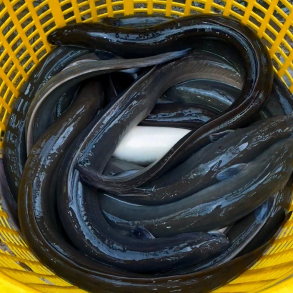 Cá chình giá sỉ