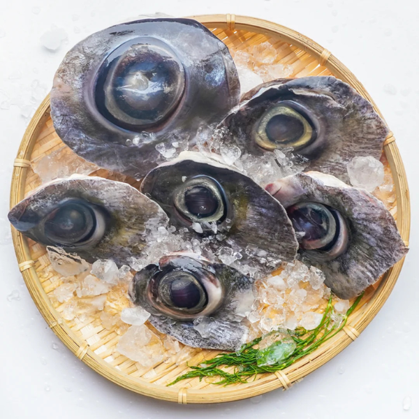 cá bò gù giá sỉ