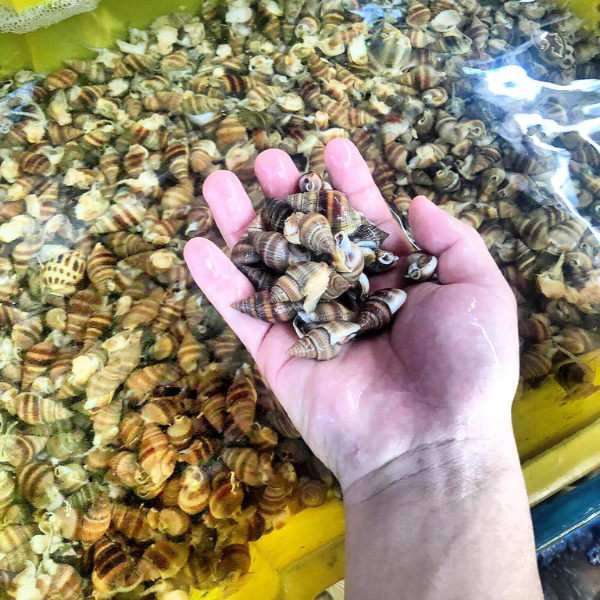 Ốc hương giá sỉ