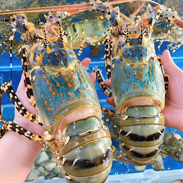 tôm hùm Alaska loại 2 kg