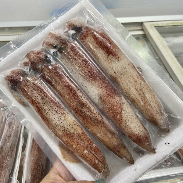 Mực ống đông giá sỉ