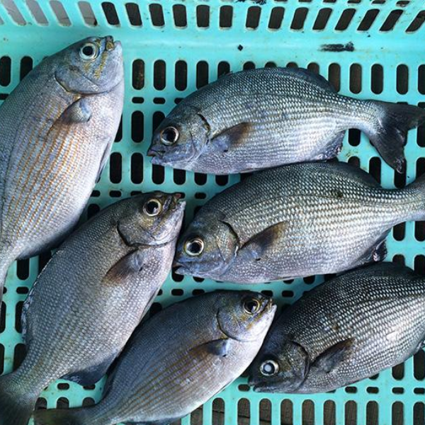 Cá tà ma chất lượng