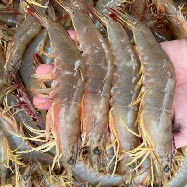 Tôm he vàng chất lượng