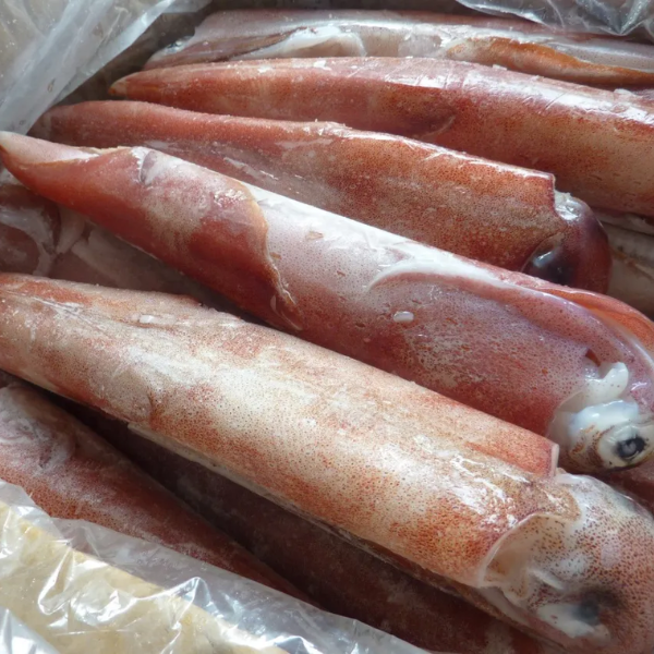 Mực ống đông giá sỉ