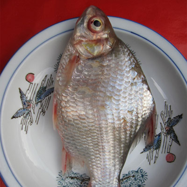 Cá dãnh giá sỉ