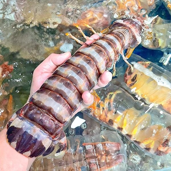Tôm tích chất lượng giá sỉ