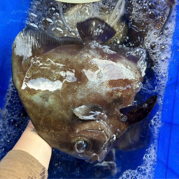 Cá tai bồ giá sỉ