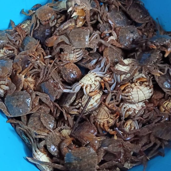 Con rạm sống loại 1